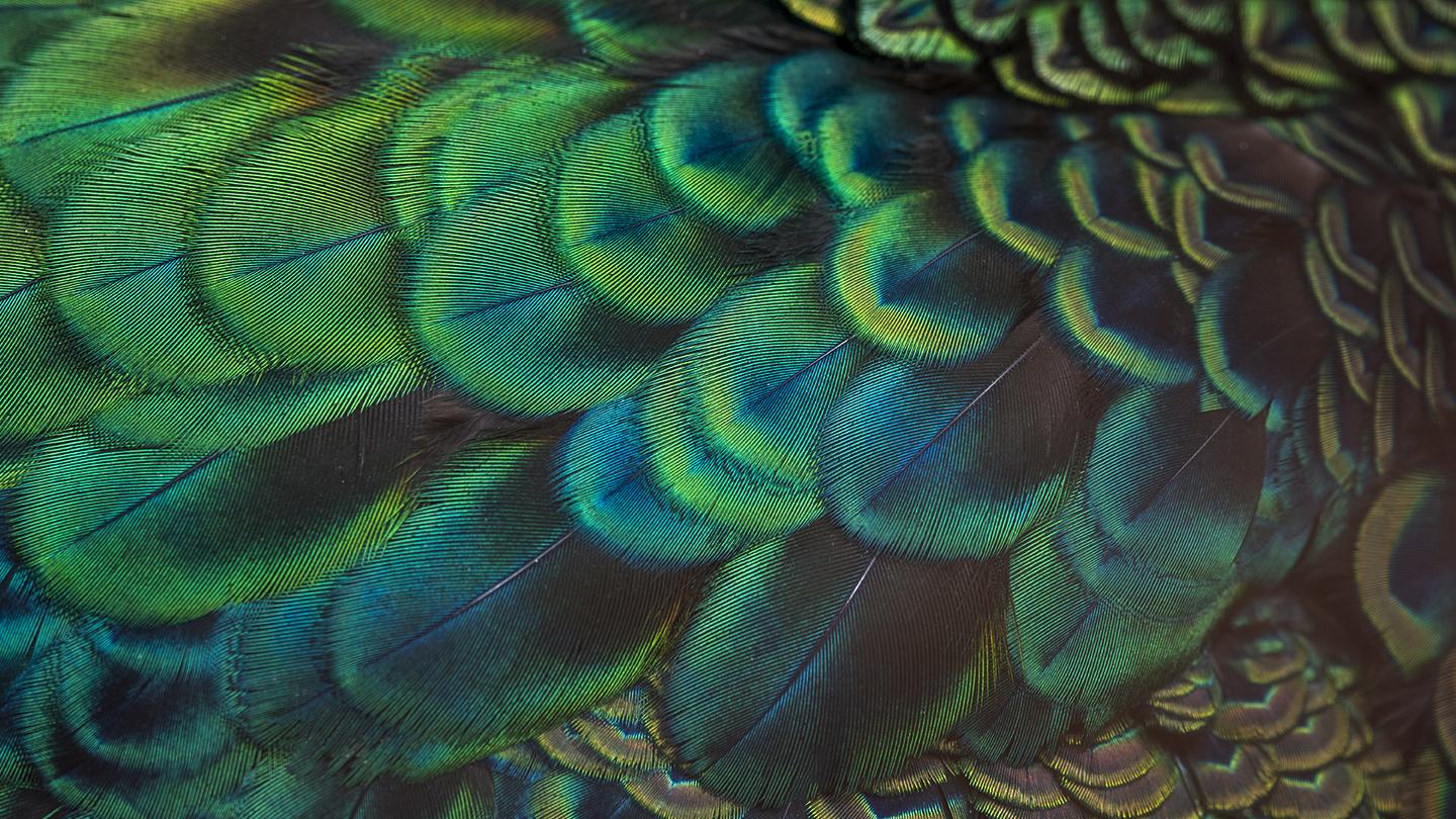 CGI bird feathers painted and textured with Mari software from Foundry