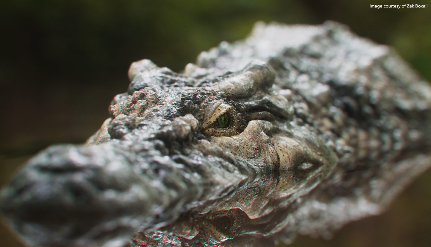 3D textured alligator in water