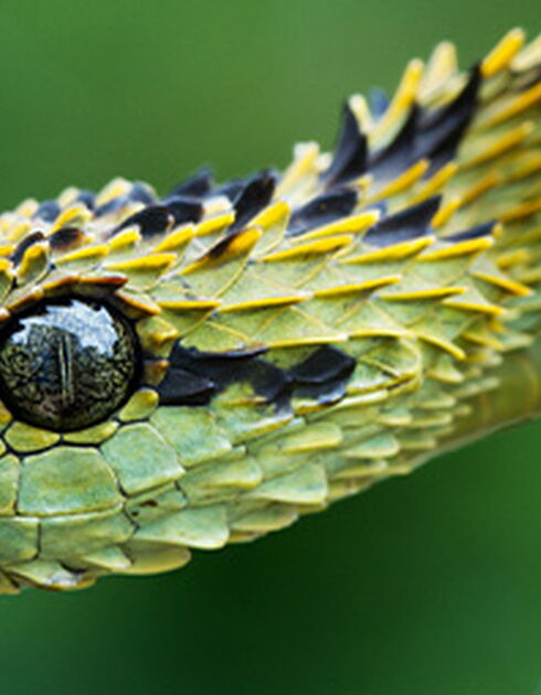 Stand out as a texture artist: Close-up showing textures of snake skin