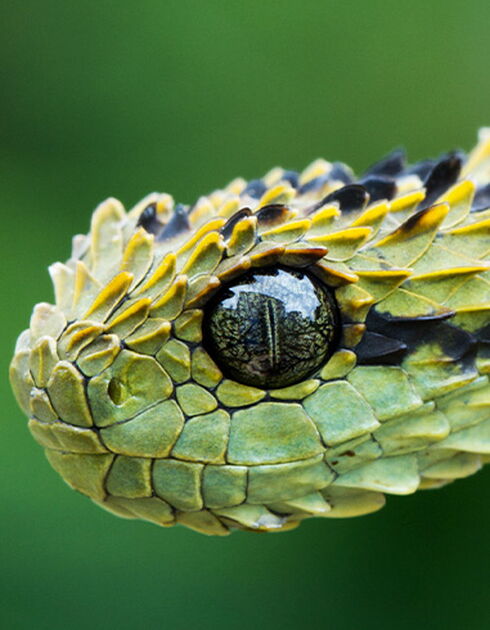 Stand out as a texture artist: Close-up showing textures of snake skin