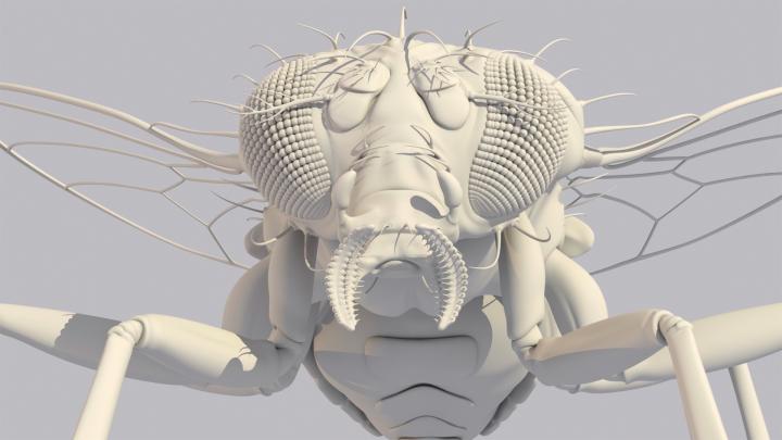 Modo 3d modeling tool in action