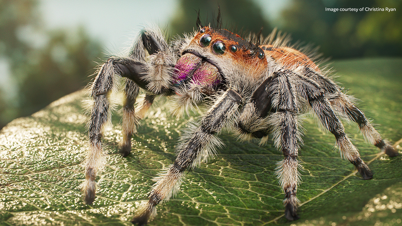 Mari 8.0 splash screen Marilou spider